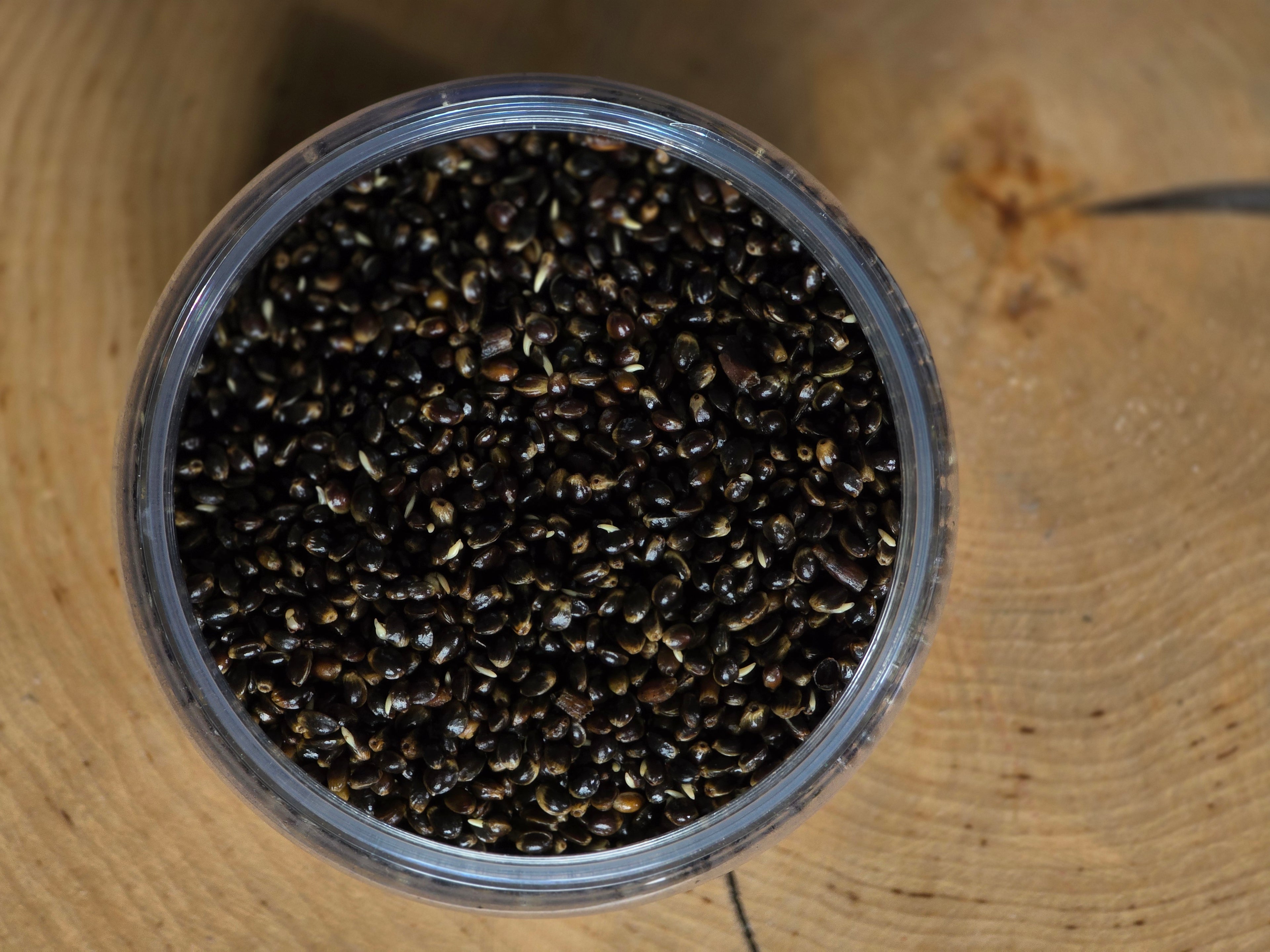 HEMP 1250 ml – Gotowy Mix Ziaren Konopnych | Zanęta i Przynęta na Karpia