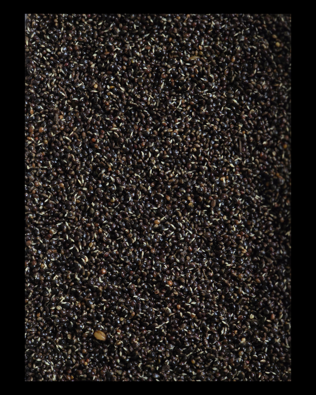 HEMP 5L - Konopie