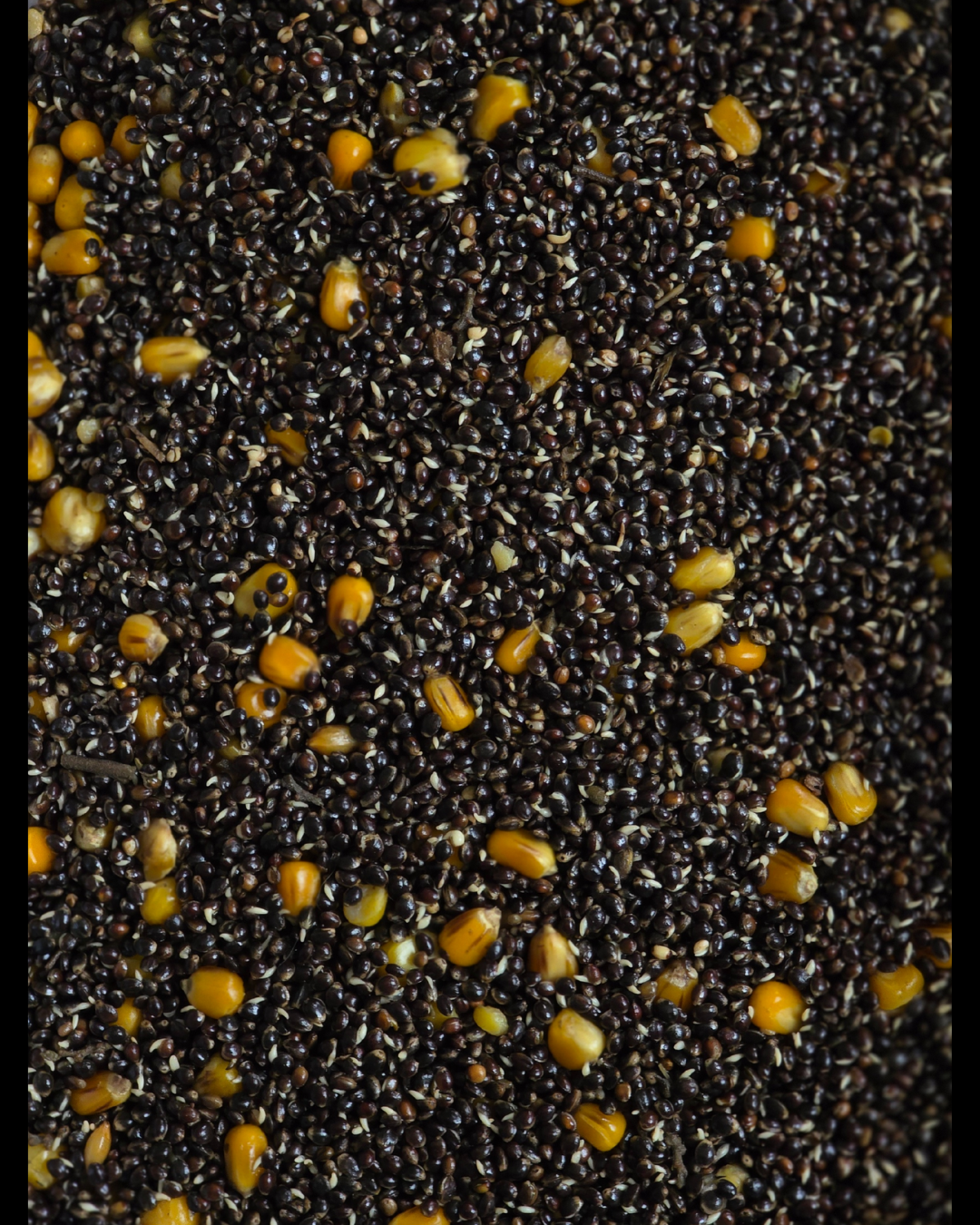 HEMP & CORN 5L - Konopia & Kukurydza